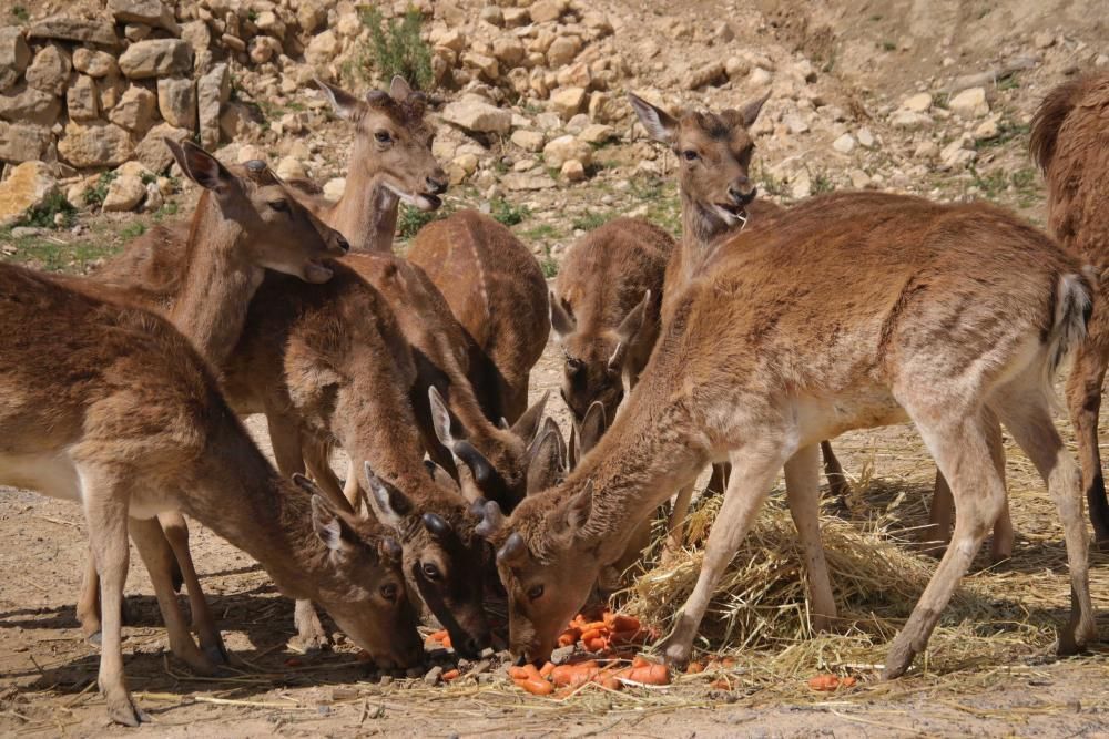 Un safari al límite por el coronavirus