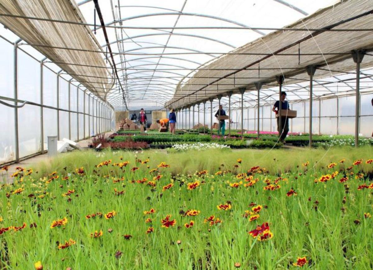 Trabajo en un vivero de la provincia.