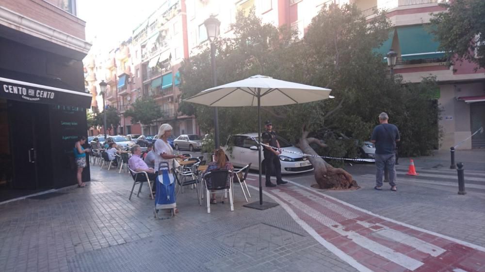 Cae un árbol en la calle Mariano Ribera