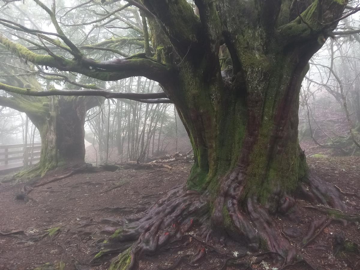 Tejedelo de Sanabria