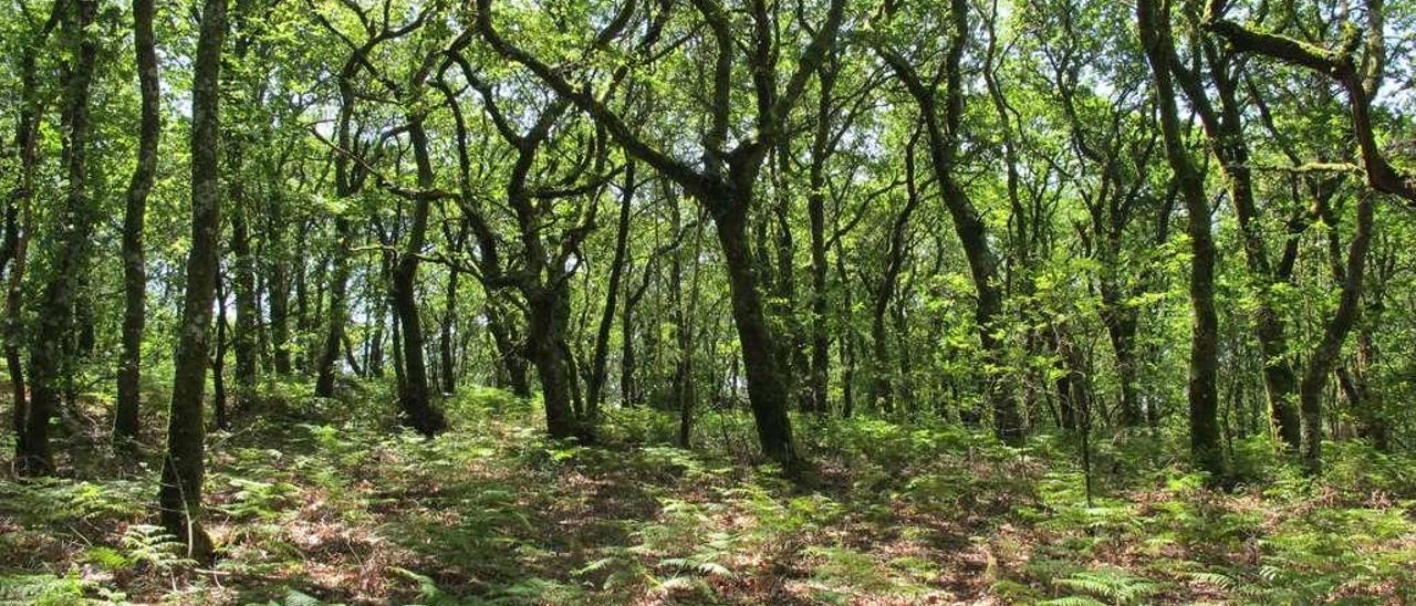 Carballeira en un monte de la península de O Morrazo.