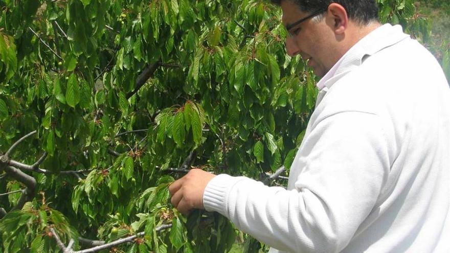 Las lluvias estropean casi 1.700.000 kilos de cerezas en el Valle del Jerte y La Vera