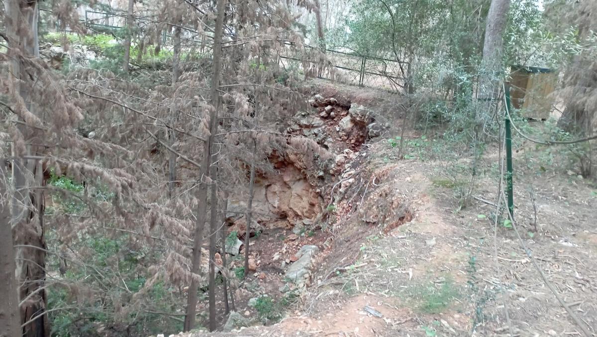 Seca, plaga que ataca los pinos, efectos en el Parque del Morlaco