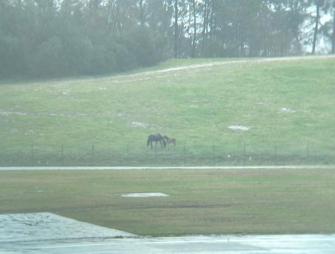 Vista de los caballos fuera del aeropuerto de Vigo y que muchos viajeros pensaron que estaban dentro.