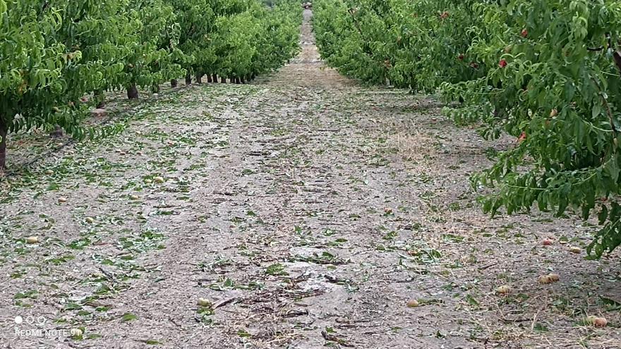 El granizo ocasiona daños en 100 hectáreas de frutales en Cieza