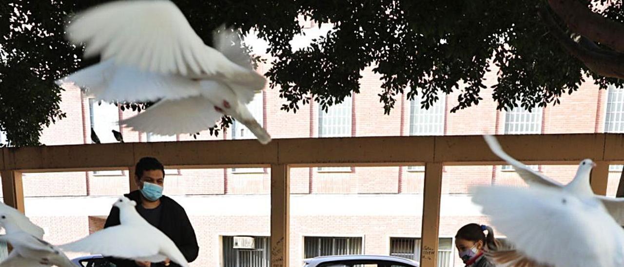 Imágenes de palomas ayer en el barrio de Carrús y en plena Glorieta, estas últimas después de ser alimentadas por una vecina. | A. AMORÓS/M. A.