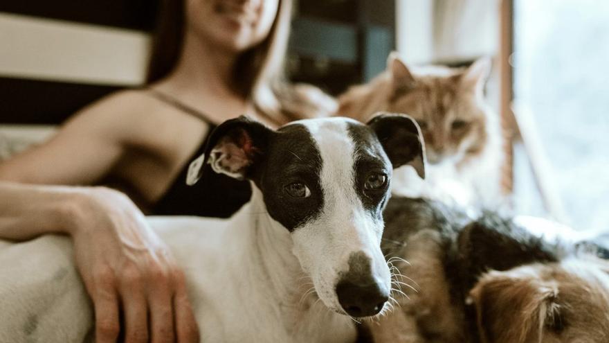 El sencillo truco para evitar que tu perro sufra un golpe de calor