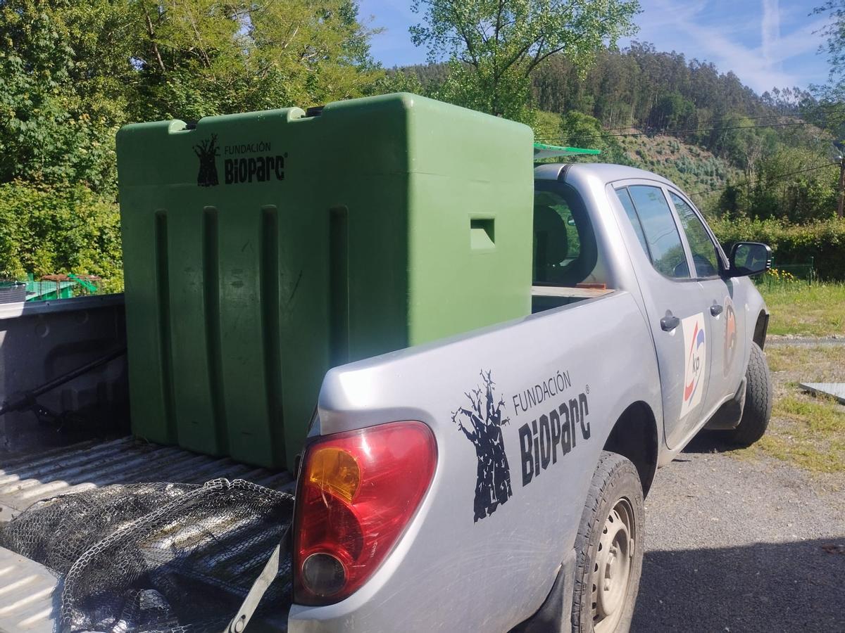 La extracción y traslado en vivo del campanu del Narcea, en imágenes