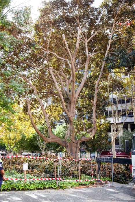 Inician la poda del ficus de la plaza España