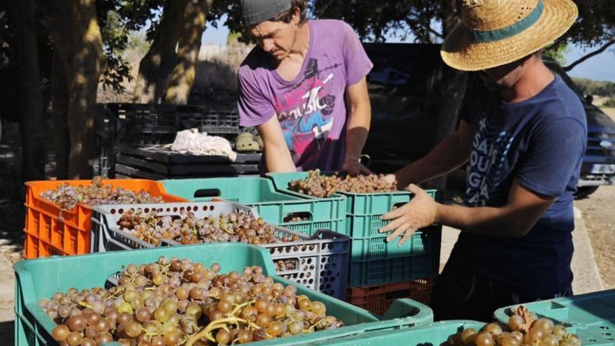Viñas en Mallorca: Estas son las variedades más resistentes a la sequía