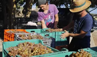 La producción de vinos de calidad diferenciada logra su máximo histórico