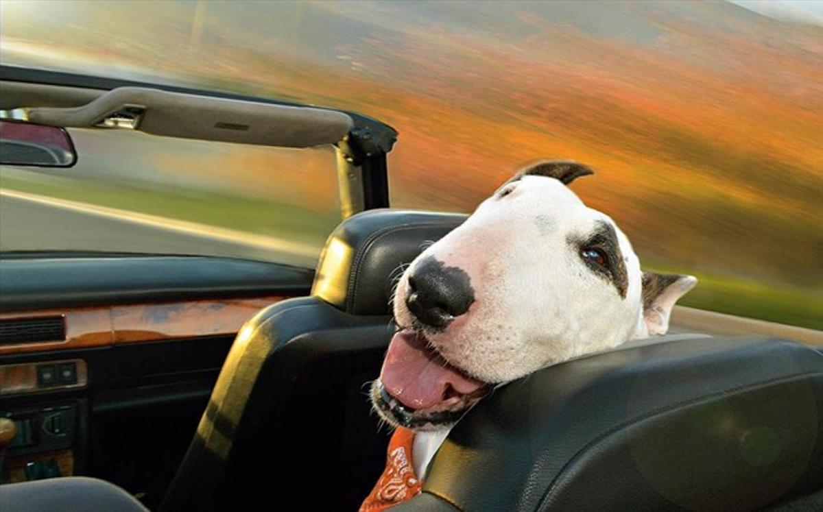 Imatge del llibre ’Dogs in cars’ Imatge del llibre ’Dogs in cars’