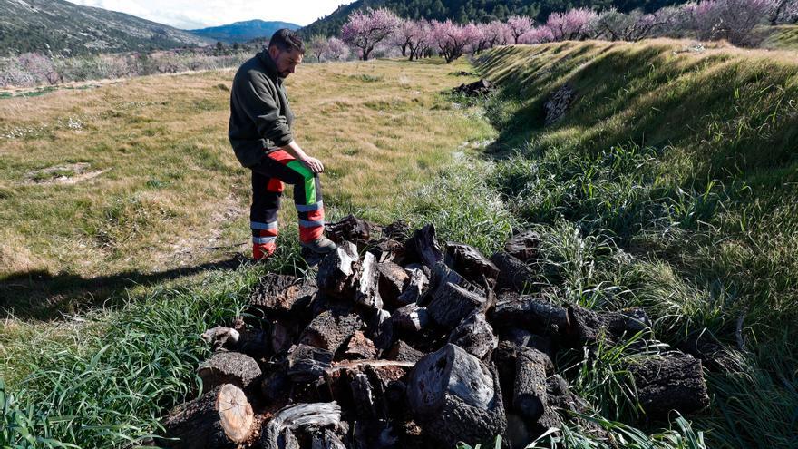 La xylella se ensaña con la provincia: 560 toneladas menos de almendras