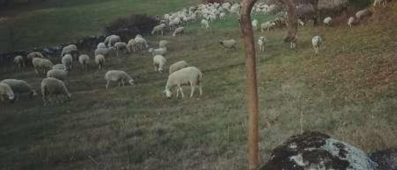Un rebaño de ovejas en Ourense.