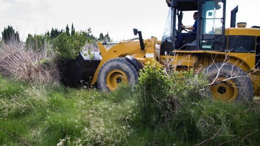 Cullera fuerza la limpieza de 126 campos abandonados para evitar incendios y plagas