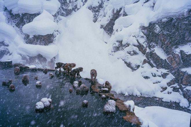 Parque macacos nieve Japón Jigokudani