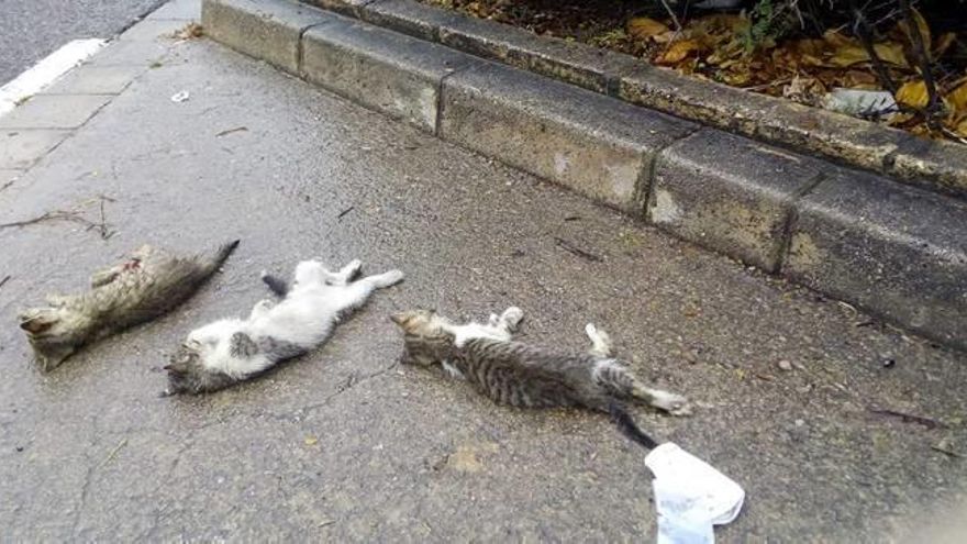 Los animales aparecieron junto a un colegio.