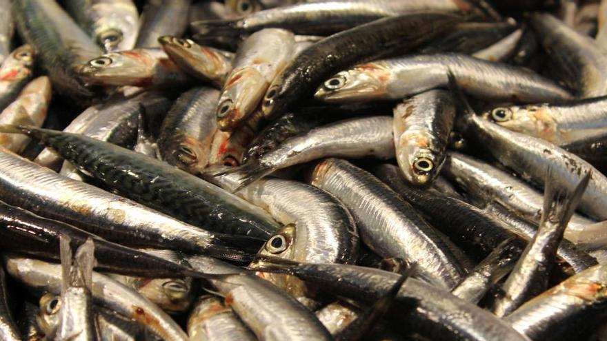 Sardines i anxoves del Mediterrani occidental tenen microplàstics als seus intestins