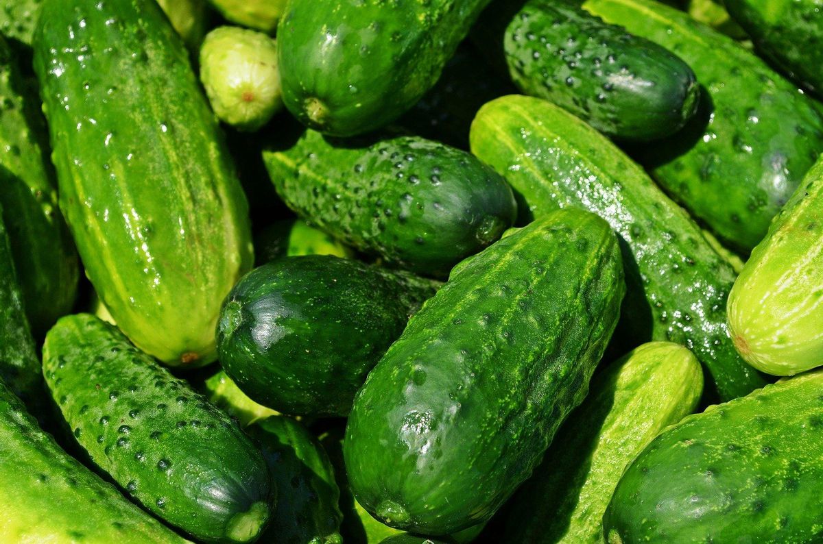 Pepinos.