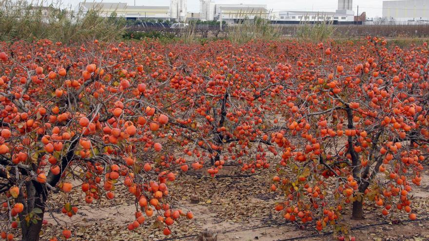 Un campo de caquis listo para recolectar en Alginet.