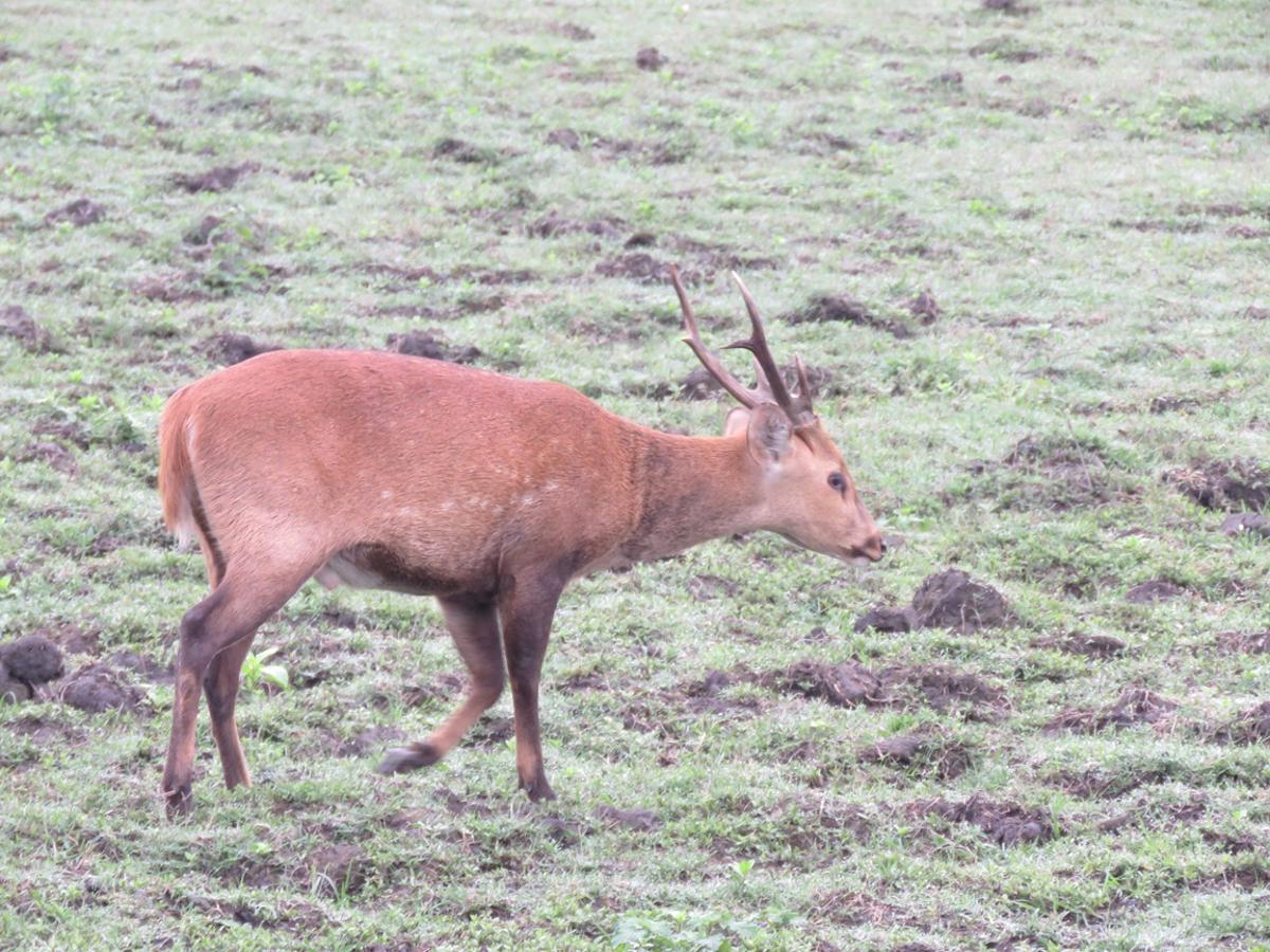 El ciervo porcino, un herbívoro que suele alertar con sus gritos de la presencia de tigres.
