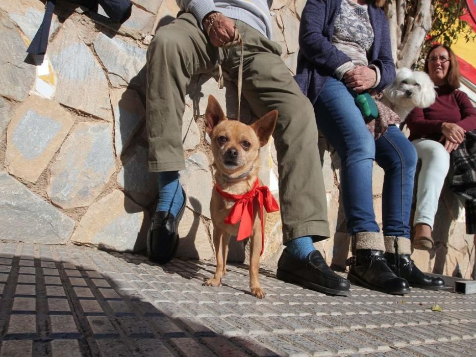 Los vecinos de Cartagena se han acercado junto a sus mascotas a recibir la bendición