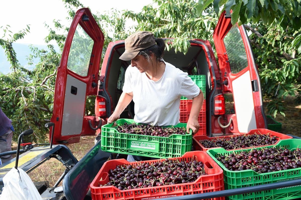 Recogida de cerezas en una finca de Navaconcejo, a 13 de julio de 2022, en el Valle del Jerte, Cáceres, Extremadura. La cereza del Jerte incluye un grupo de variedades autóctonas con Denominación de Origen Protegida. Entre ellas, destacan las Picotas del Jerte, cuatro variedades locales del Valle del Jerte.