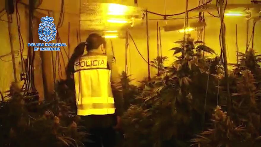 Catorce detenidos en Altea, Teulada, Gata y La Nucía con 4.200 plantas de marihuana
