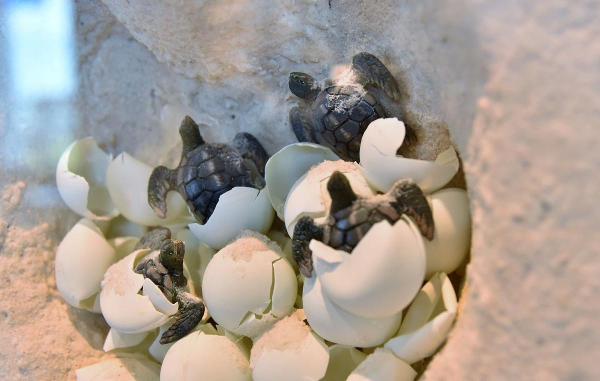 Crías de tortuga marina naciendo