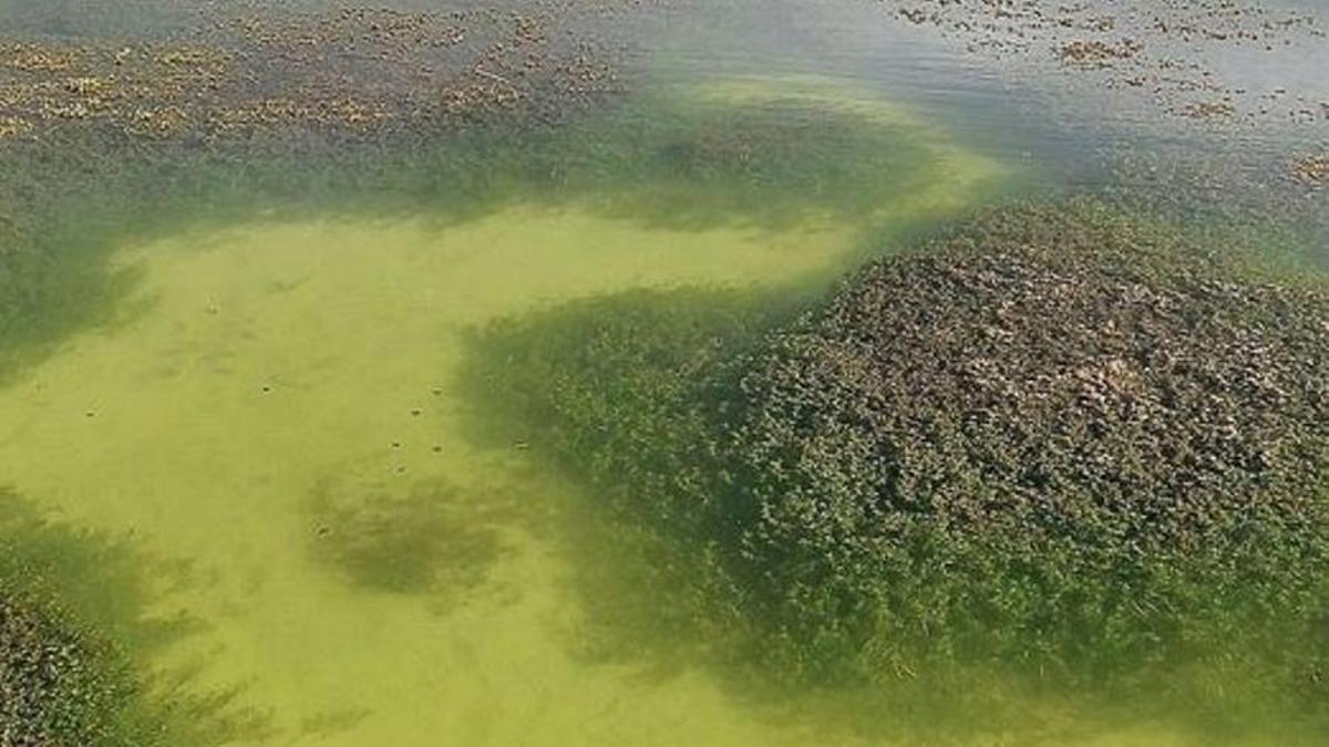 Agua cristalina en l'Albufera por los aportes del Júcar y el Túria