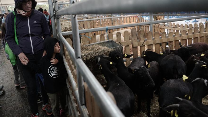Berga extrema els controls sanitaris del bestiar per la Fira de Santa Tecla