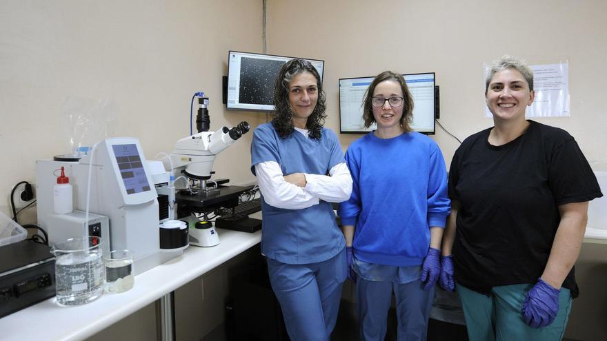 El único centro de inseminación porcina de Galicia nutre a 70 granjas desde Forcarei