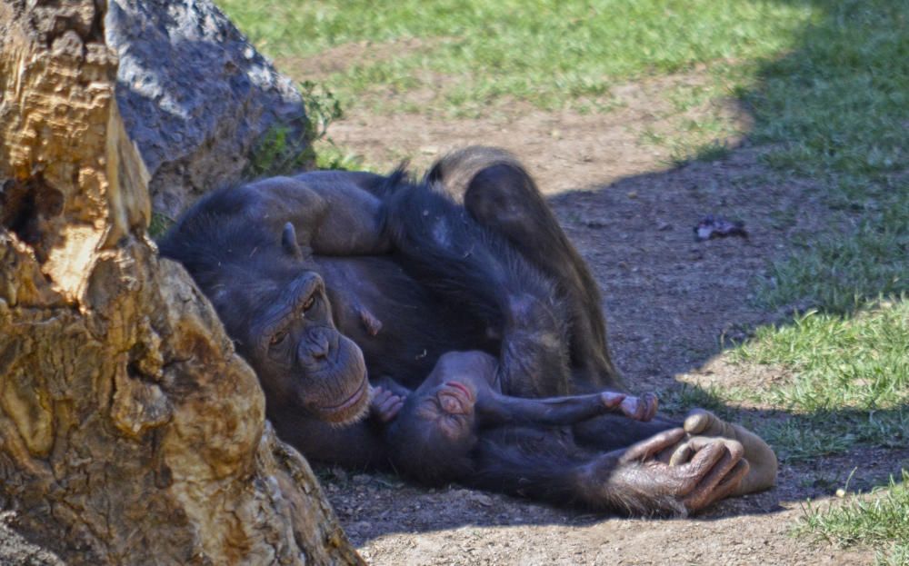 Nace una cría de chimpancé en Bioparc Valencia