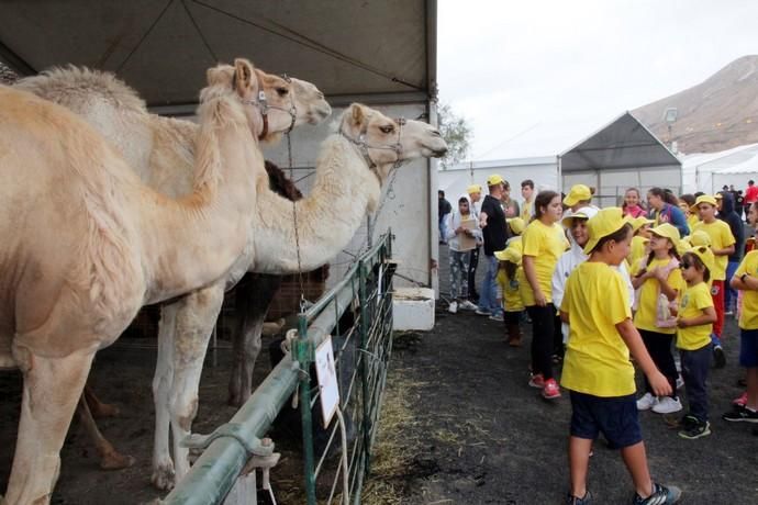 Muestra de Ganado y Mercado del Queso en Uga