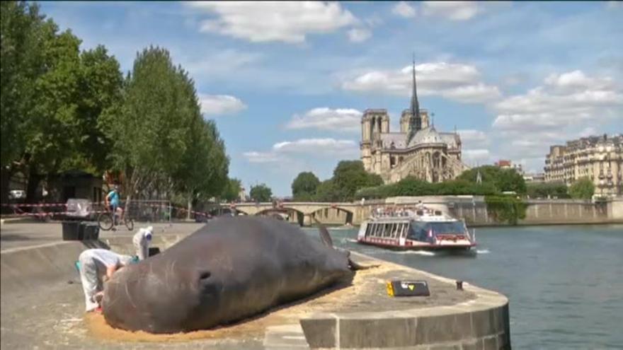 Vídeo / Una ballena 'aparece' en París, a orillas del Sena