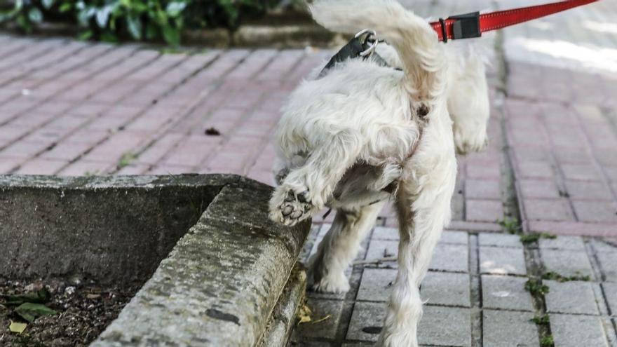 Si tienes perro y vives en Mijas, o tienes pensado visitarla, esto te interesa