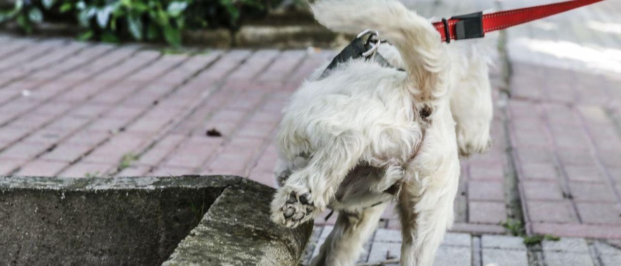 Un perro orina en la calle.