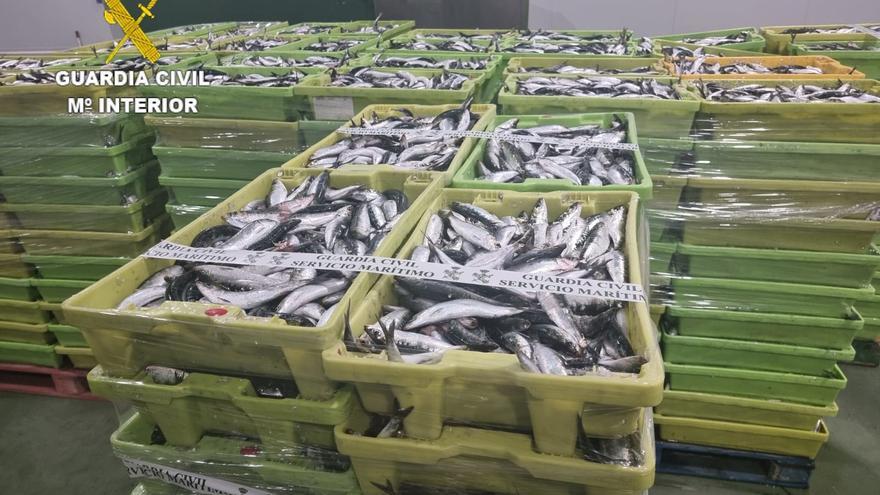 Incautados más de 5.000 kilos de sardina en Camariñas