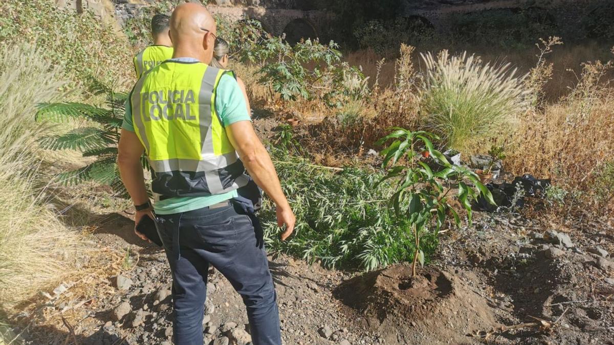 Agentes de la Policía Local de Santa Cruz en el lugar donde estaba la plantación de marihuana. | | E.D.