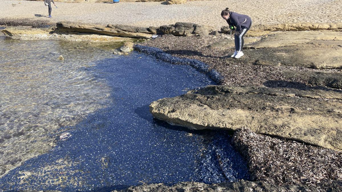 "Lágrimas del mar": así son las medusas velero que han llegado a Alicante