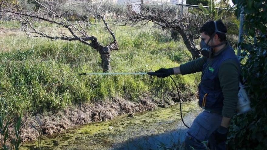 Almassora activa la lucha contra los mosquitos por las altas temperaturas