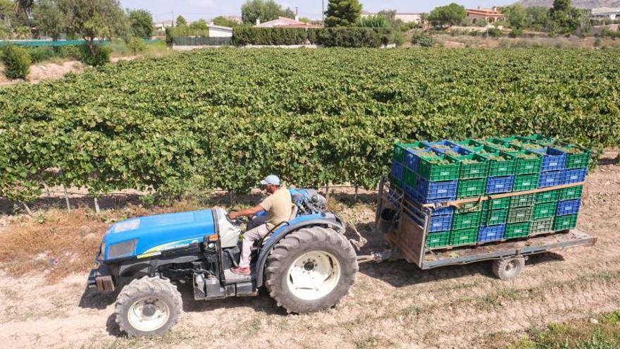 Un agricultor transporte uva en una parcela de vendimia. | L.O.