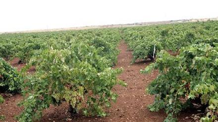 Más de 21 millones de cepas pueden tener hongos en Extremadura, según la  Unión de Extremadura - El Periódico Extremadura