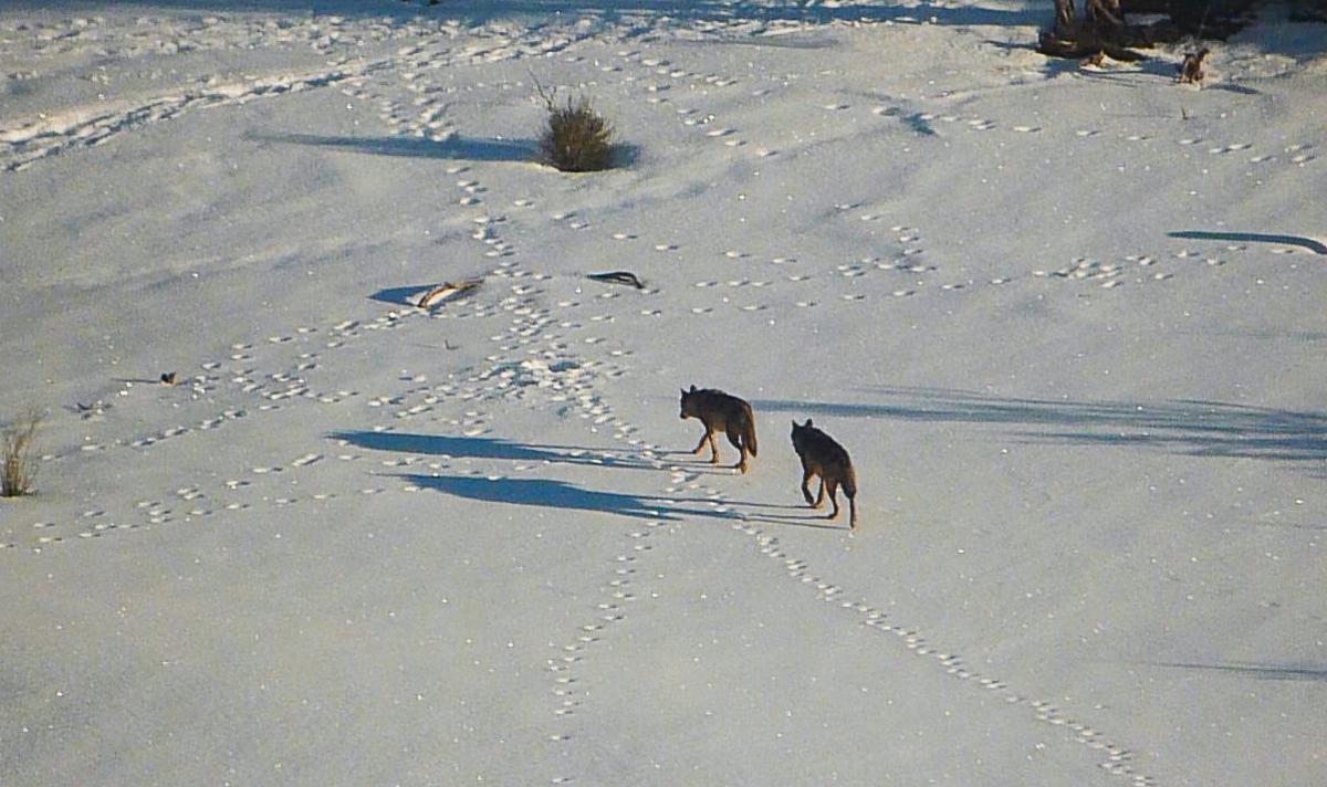 Un par de lobos ibéricos sobre la nieve