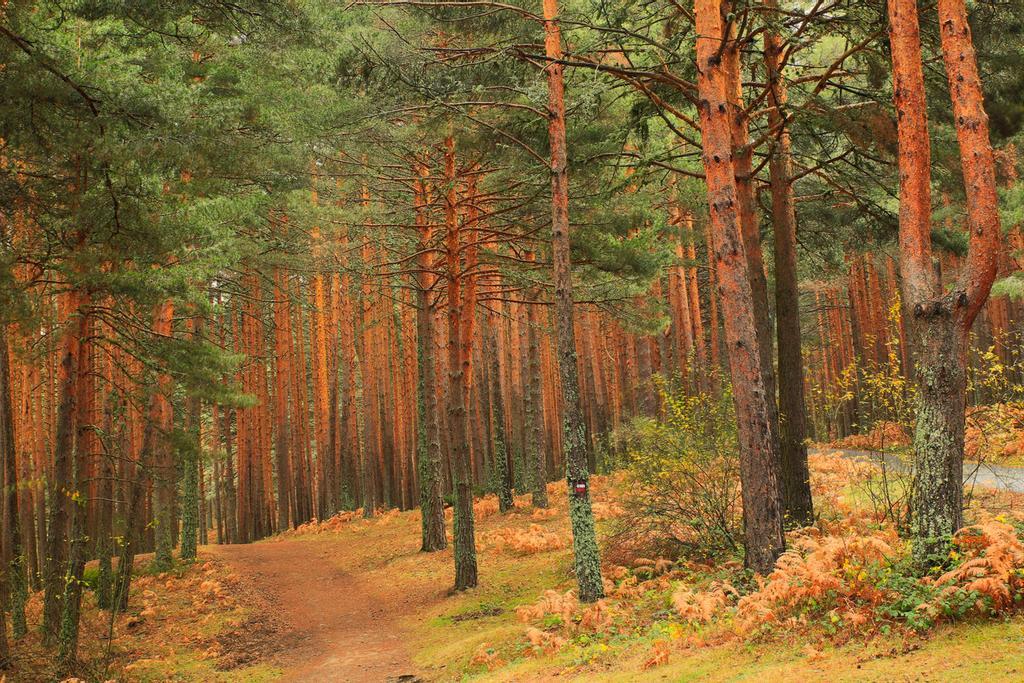 Pinar de Valsaín, con sus espectaculares colores