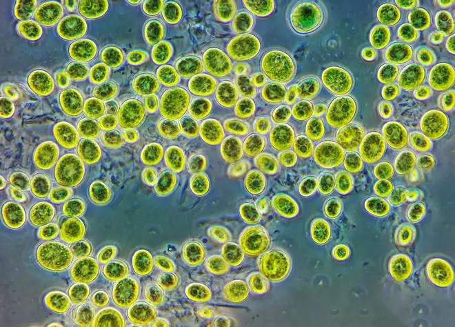 Las diminutas algas terrestres capturan el 30% del CO2