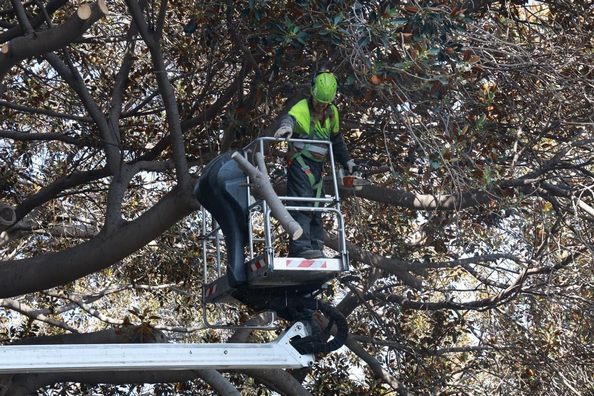 Los operarios del departamento de Zonas Verdes de la Concejalía de Parques y Jardines durante el operativo
