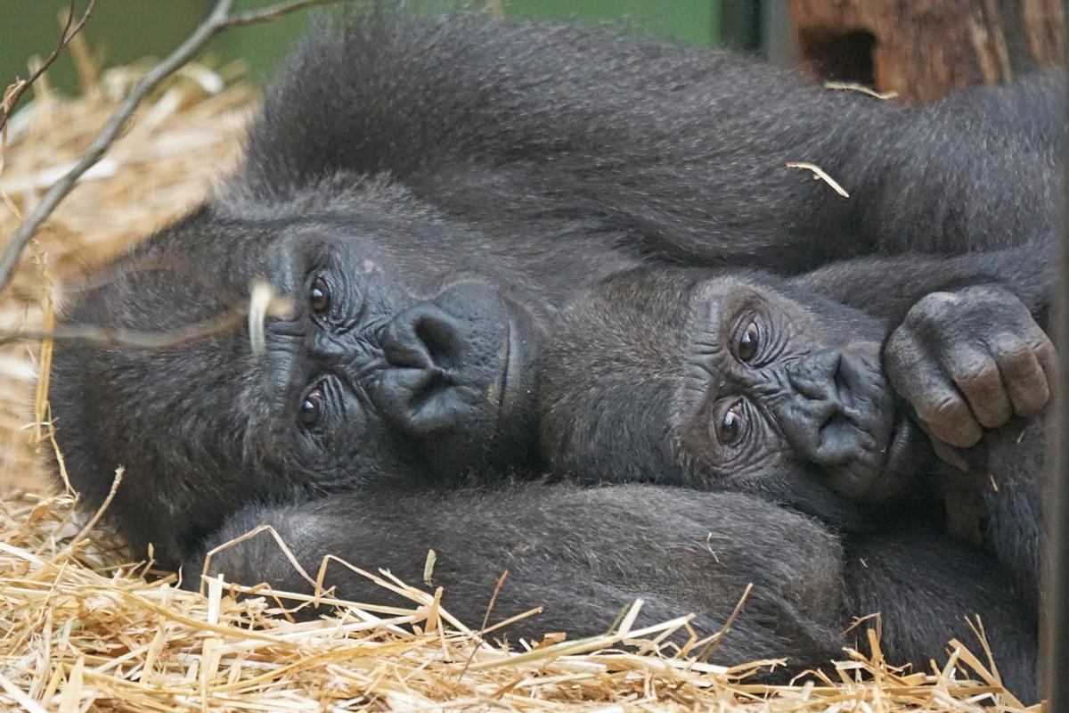 Una madre gorila y su hijo.