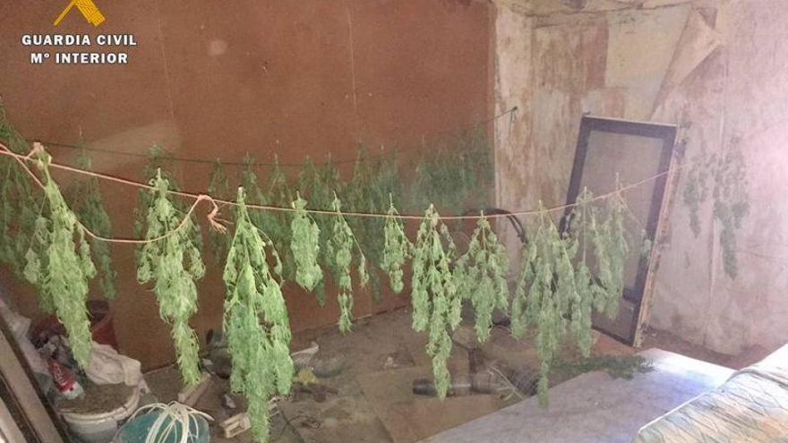 Un detenido por cultivar marihuana en una vivienda de Codo