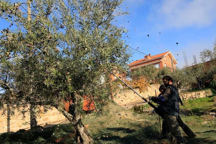 Recogida de aceituna en Fermoselle